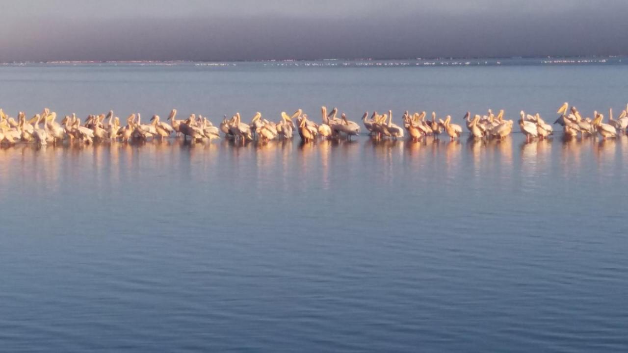 Haus Schaaf B&B Walvis Bay Eksteriør bilde